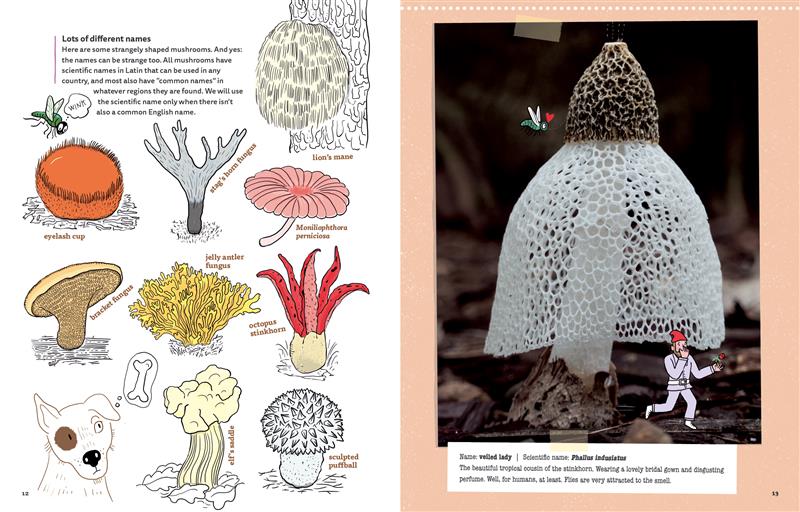 Mushrooms and Company