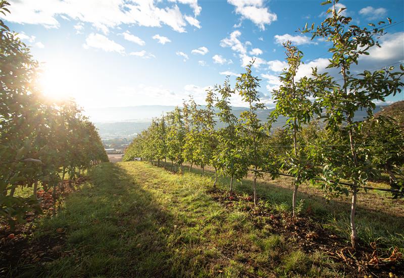 The Davison Orchards Cookbook