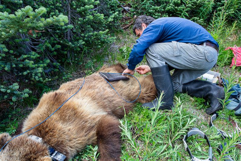 Grizzly Bear Science and the Art of a Wilderness Life
