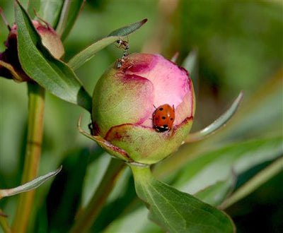 The Prairie Gardener’s Go-To for Pests and Diseases