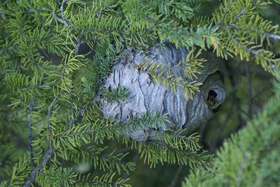 The Prairie Gardener’s Go-To for Pests and Diseases