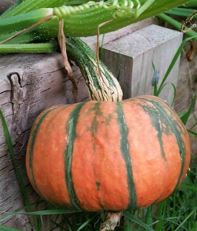 The Prairie Gardener’s Go-To for Vegetables