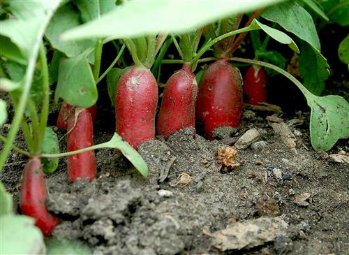 The Prairie Gardener’s Go-To for Vegetables