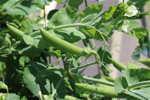 The Prairie Gardener’s Go-To for Vegetables