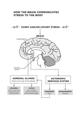The Mind-Body Cure