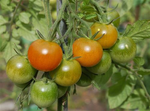 The Prairie Gardener’s Go-To for Vegetables