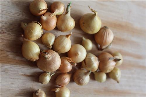 The Prairie Gardener’s Go-To for Vegetables