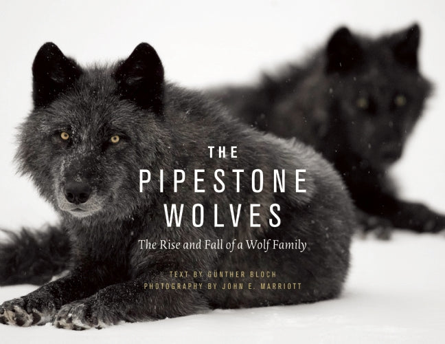 The Pipestone Wolves
