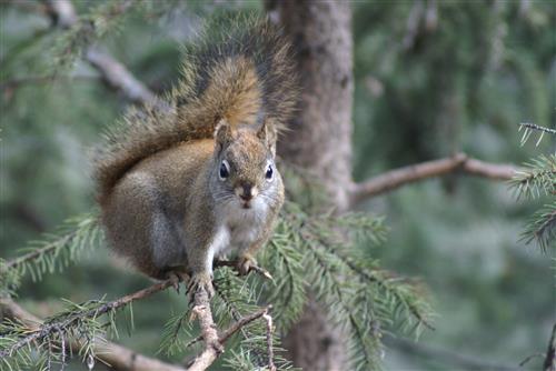 The Prairie Gardener’s Go-To for Pests and Diseases