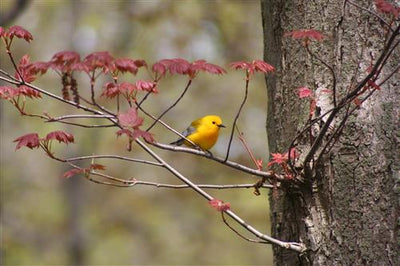 Best Places to Bird in Ontario