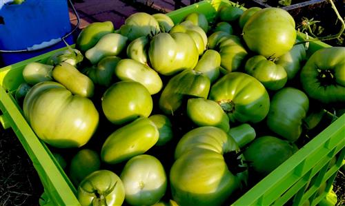 The Prairie Gardener’s Go-To for Vegetables