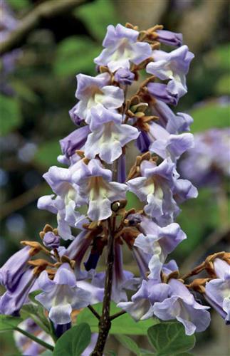 Invasive Flora of the West Coast