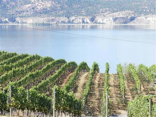 The Okanagan Wine Tour Guide