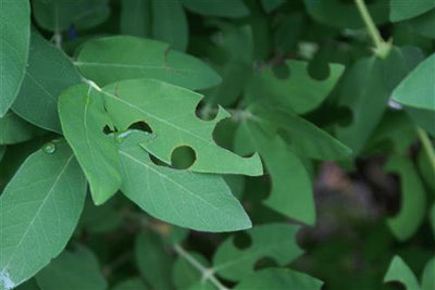 The Prairie Gardener’s Go-To for Pests and Diseases