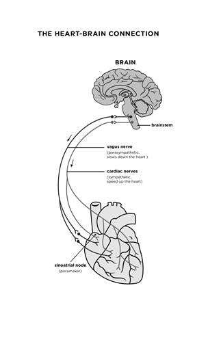 The Mind-Body Cure