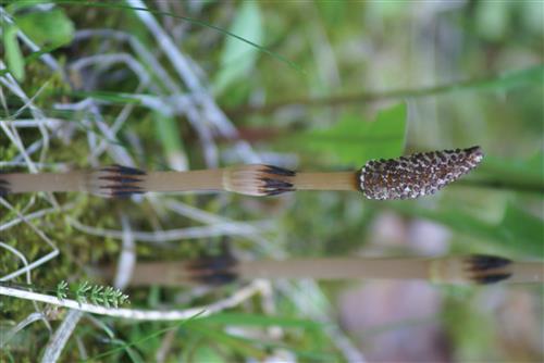 The Prairie Gardener’s Go-To for Pests and Diseases