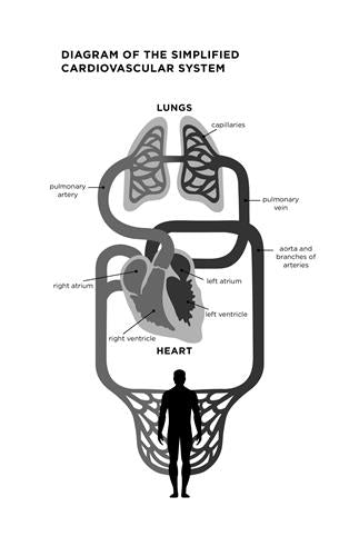 The Mind-Body Cure