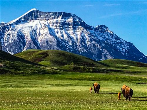 Popular Day Hikes: Waterton