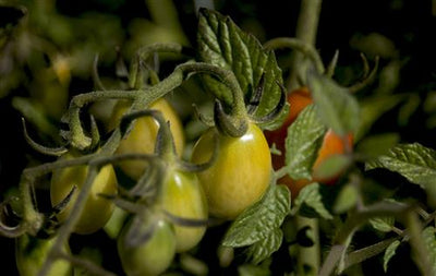 The Prairie Gardener’s Go-To for Vegetables