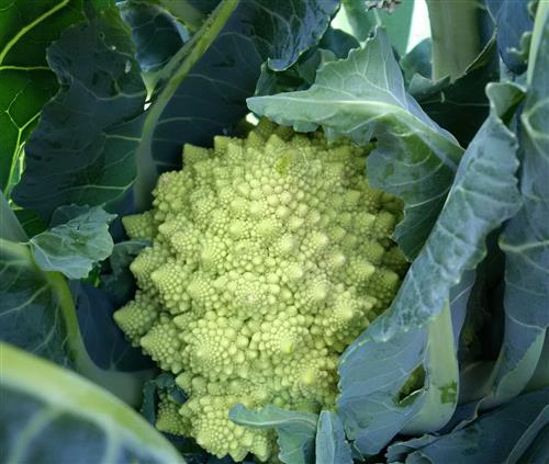 The Prairie Gardener’s Go-To for Vegetables